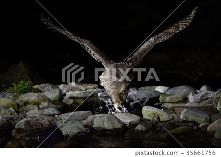 Striped owl that caught a fish Striped owl that caught a fish 35661756