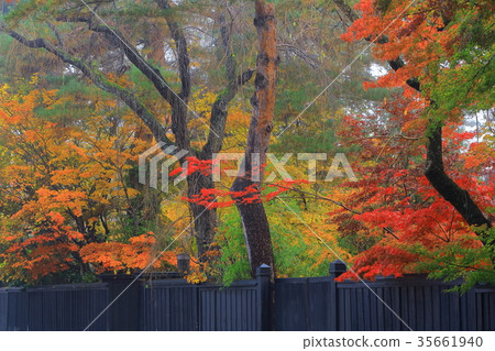 Kakunodate of autumn leaves 35661940