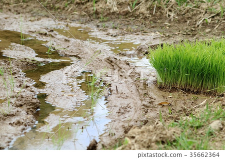 Rice planting spring seedling rice 35662364