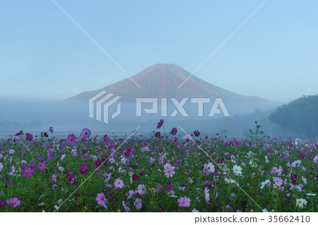 Cosmos field and Mt. Fuji 35662410
