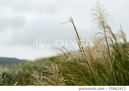 三角埔頂山芒草 35662411