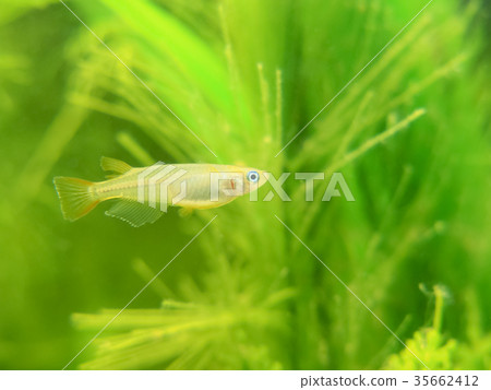 Medaka in the aquarium 35662412