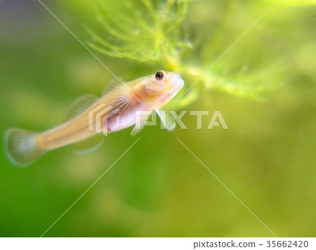Goby breeding in a tank Goby breeding in a tank 35662420