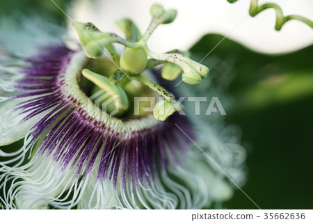 百香果花 百香果花 35662636