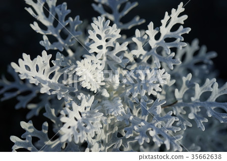 白菊花 白菊花 35662638