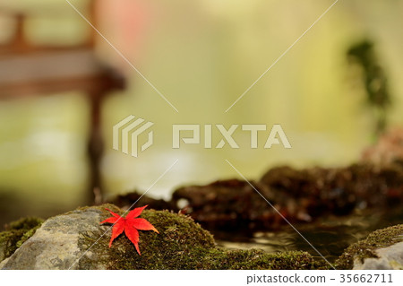 Autumn leaves 35662711