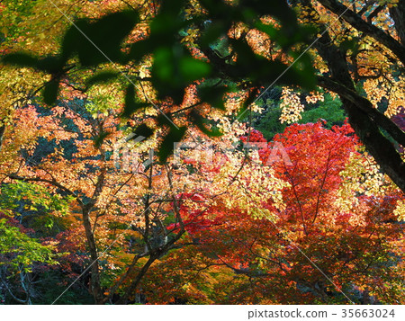 宮島紅葉谷公園2 宮島紅葉谷公園2 35663024