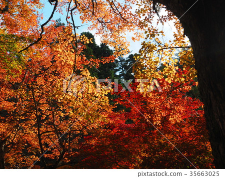 宮島紅葉谷公園3 宮島紅葉谷公園3 35663025