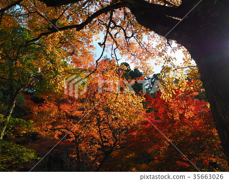 宮島紅葉谷公園4 宮島紅葉谷公園4 35663026