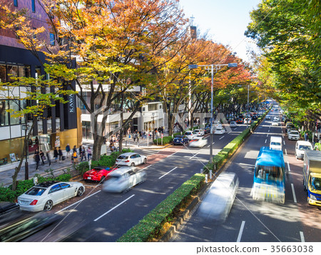 表參道在秋天 35663038