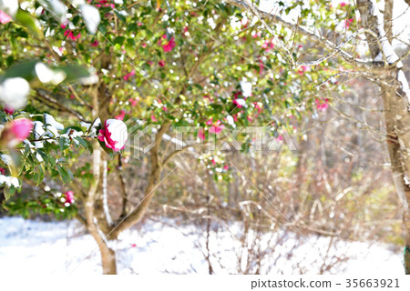 Sazanka flowers and snow 35663921