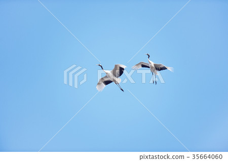 Dandruck crane dancing blue sky (Hokkaido, Tsurui) 35664060