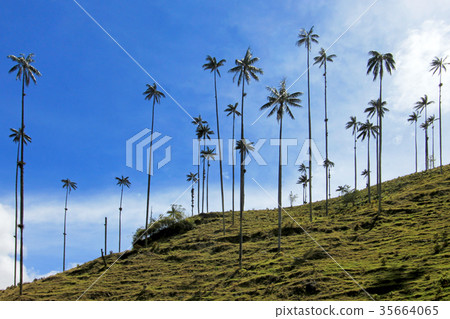 Landscape of wax palm trees in Cocora Valley near 35664065