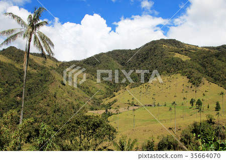 Landscape of wax palm trees in Cocora Valley near 35664070