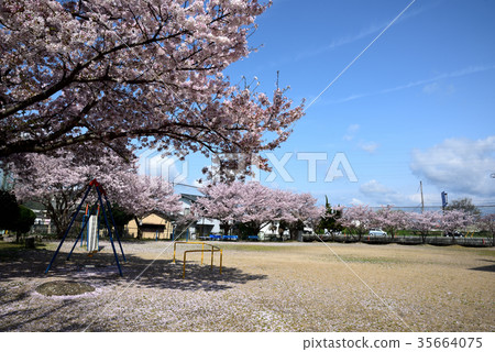 Cherry blossoms in the park against the blue sky in spring 35664075