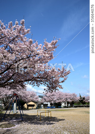 Cherry blossoms in the park against the blue sky in spring 35664076