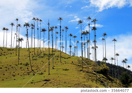 Landscape of wax palm trees in Cocora Valley near 35664077