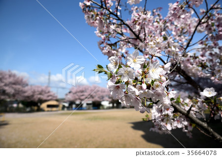 Cherry blossoms in the park against the blue sky in spring 35664078