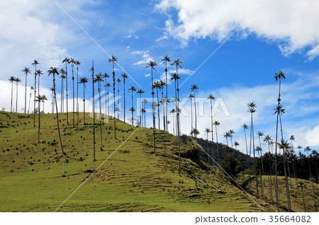 Landscape of wax palm trees in Cocora Valley near Landscape of wax palm trees in Cocora Valley near 35664082