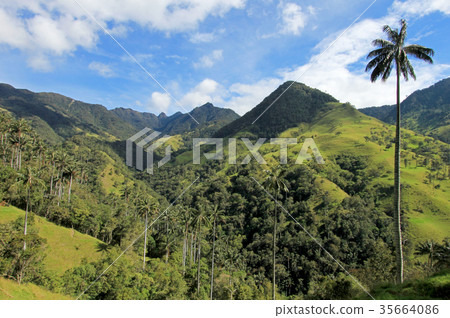 Landscape of wax palm trees in Cocora Valley near 35664086