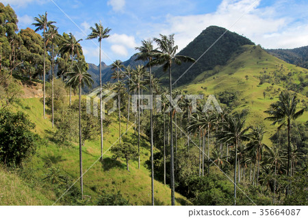 Landscape of wax palm trees in Cocora Valley near 35664087
