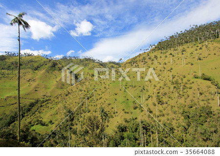 Landscape of wax palm trees in Cocora Valley near 35664088