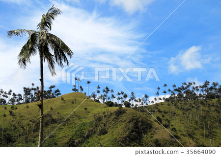 Landscape of wax palm trees in Cocora Valley near 35664090