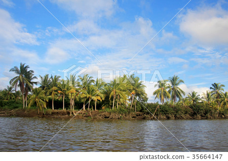 Coconut palm trees, Cayapas River, Esmeraldas 35664147