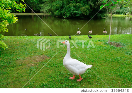 White goose on a green lawn. White goose on a green lawn. 35664248