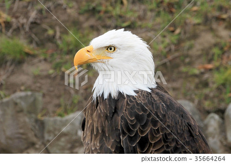 Portrait of a bald eagle, haliaeetus leucocephalus 35664264