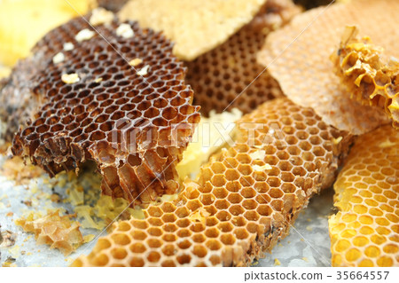 bees honeycombs, wax, close-up 35664557