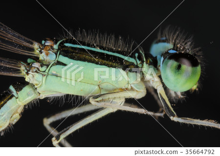 Dragonfly Dragonfly 35664792