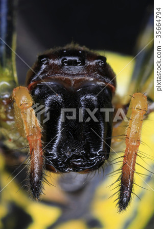 Spider Spider 35664794