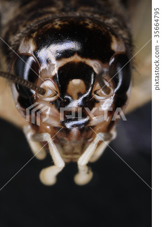 cricket cricket 35664795