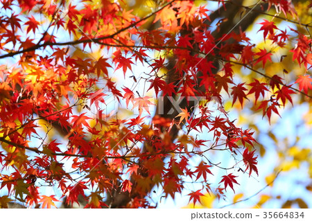 Autumn leaves of Irohamomori 35664834