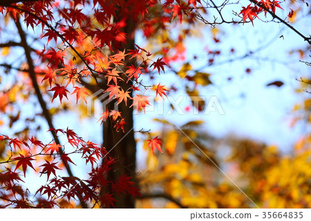 Irohamomori秋葉 35664835