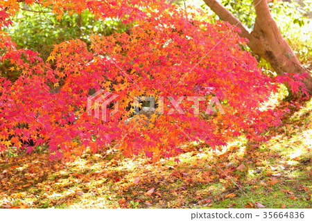 Irohamomori秋葉 35664836