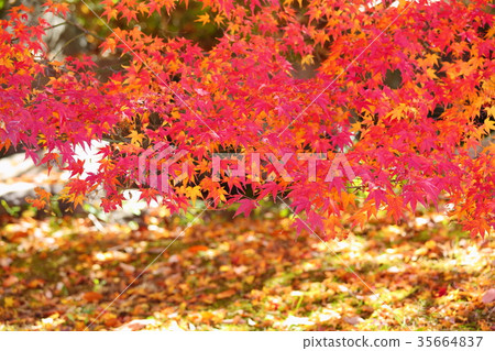 Irohamomori秋葉 35664837