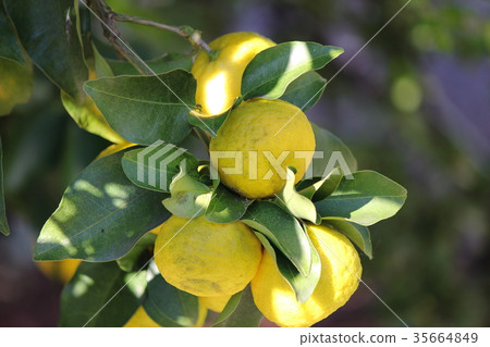 Yuzu 35664849