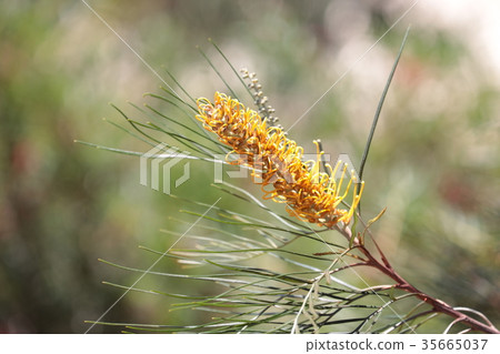 Australia Uluru Grebirea Australia Uluru Grebirea 35665037