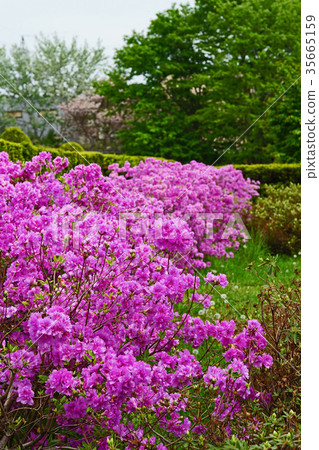 Yodogawatsuji美麗的紫紅色 35665159