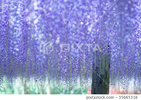 Wisteria flowers in full bloom Wisteria flowers in full bloom 35665316