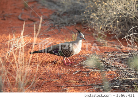 Australia Uluru Renjakbat 35665431