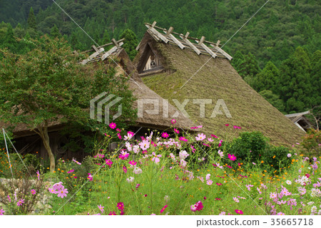 Cosmos和Miyama Kabuki no Sato Cosmos和Miyama Kabuki no Sato 35665718