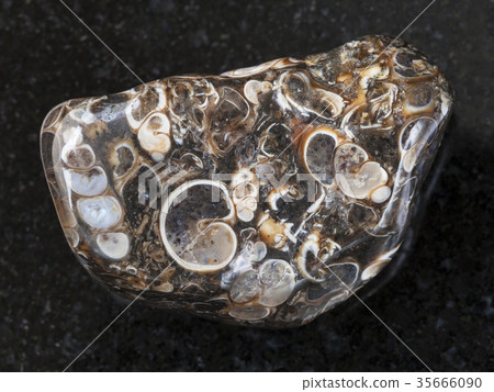 polished Turritella Agate gem stone on dark polished Turritella Agate gem stone on dark 35666090