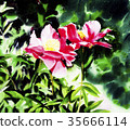 Peony 35666114
