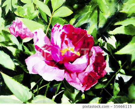 Peony Peony 35666115