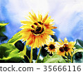 sunflower 35666116