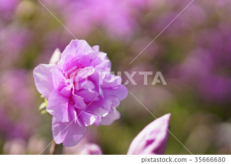 Yodogawatsuji beautiful purple-red 35666680