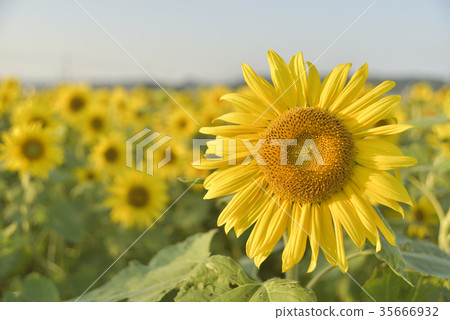 向日葵 35666932